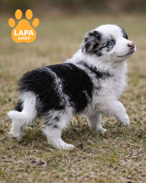 блакитний мармуровий бордер-колі