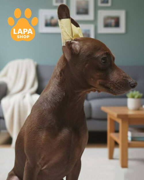 Красень породи мініатюрний пінчер в шубці рудого забарвлення Element Uspekha