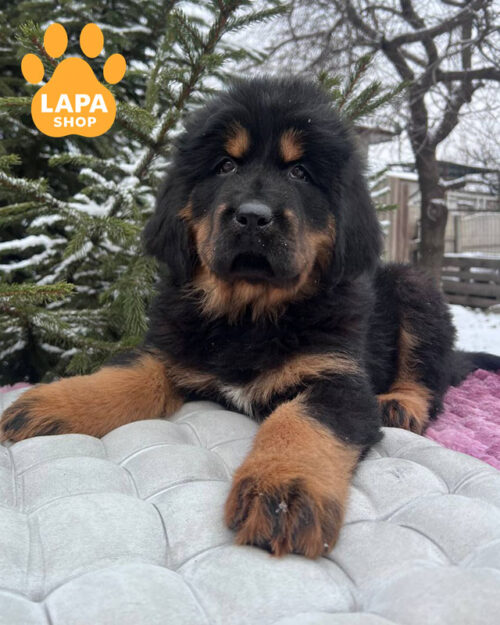 чорний підпалий тибетський мастиф