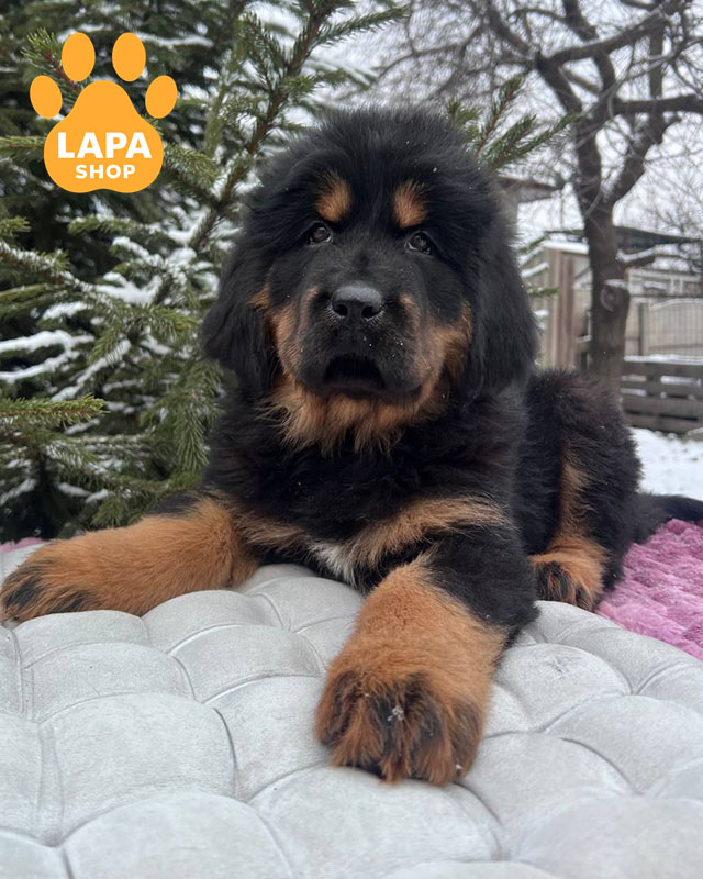 чорний підпалий тибетський мастиф