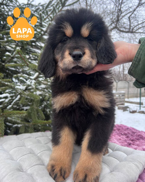 черный подпалый тибетский мастиф