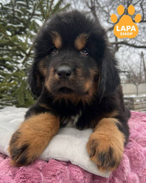 чорний підпалий тибетський мастиф