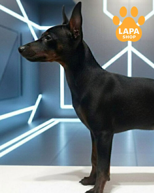 чорний цвергпінчер