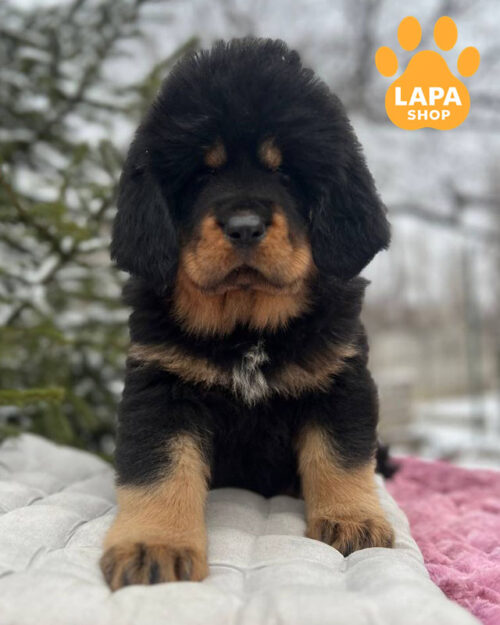 чорний підпалий тибетський мастиф