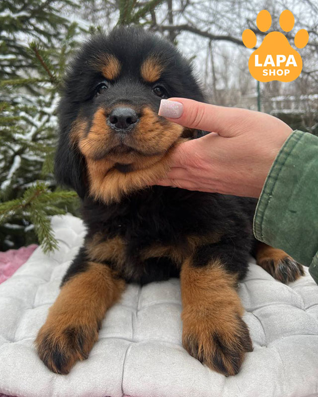 черный тибетский мастиф