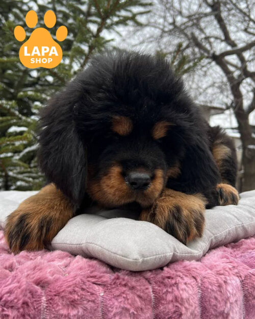 чорний тибетський мастиф