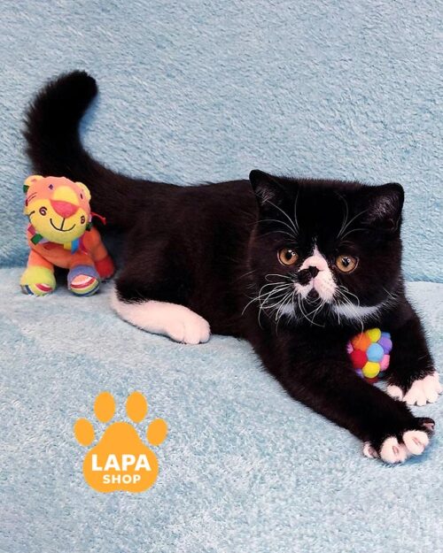 чорно-білий екзот