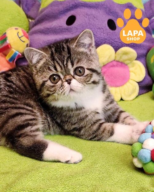 плямисто-біла кішка екзот