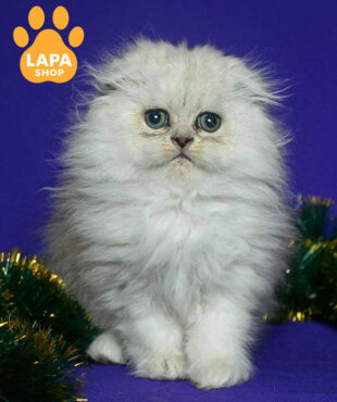 черный серебристый хайленд-фолд