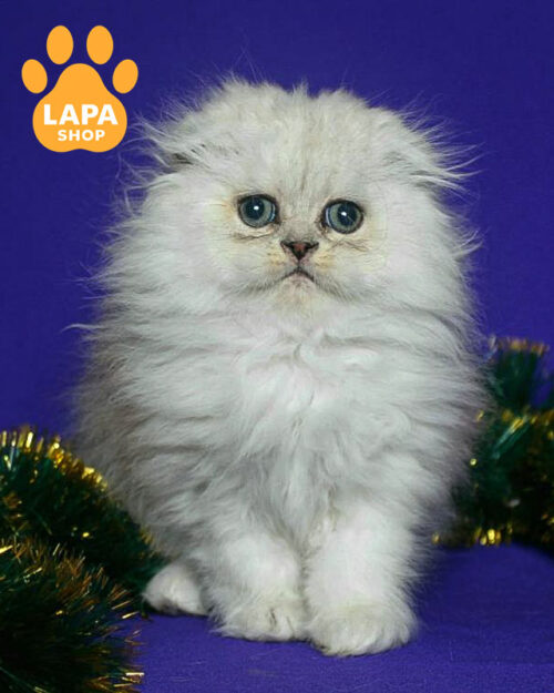 чорний сріблястий хайленд-фолд