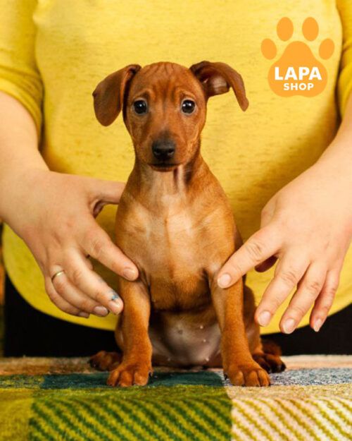 рудий цвергпінчер