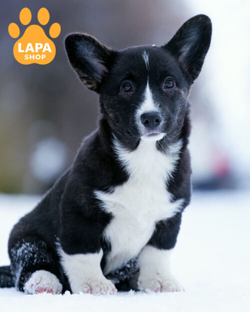 tricolor welsh corgi cardigan