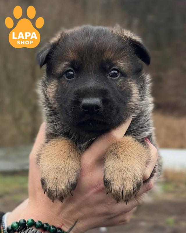 German Shepherd with zonal coloring