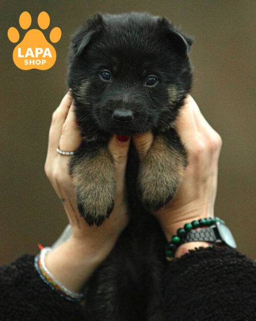 black and tan German Shepherd