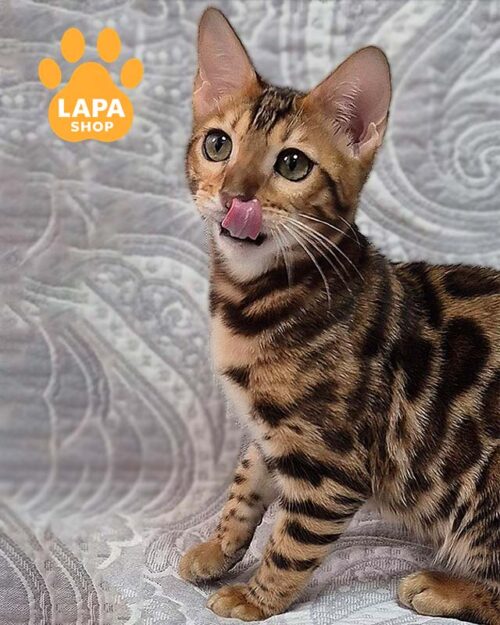 Gina is a Cute Bengal Kitty Who Will Bring Joy to Your Family gina100