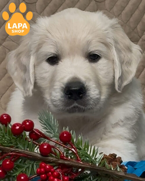 кремовий золотистий ретривер