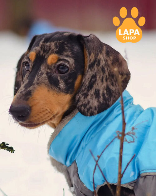 такса забарвлення мерле