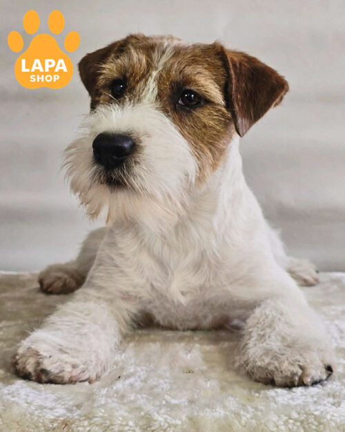 бело-рыжий джек-рассел-терьер