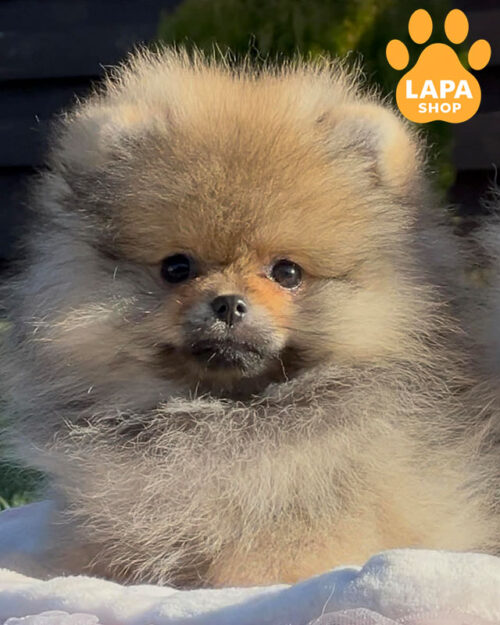 померанський шпіц оранжево соболиного забарвлення