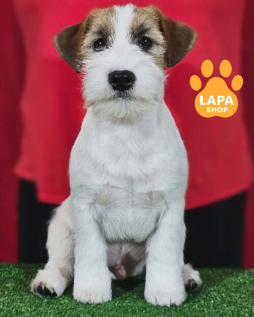 біло-рудий джек-рассел-тер'єр