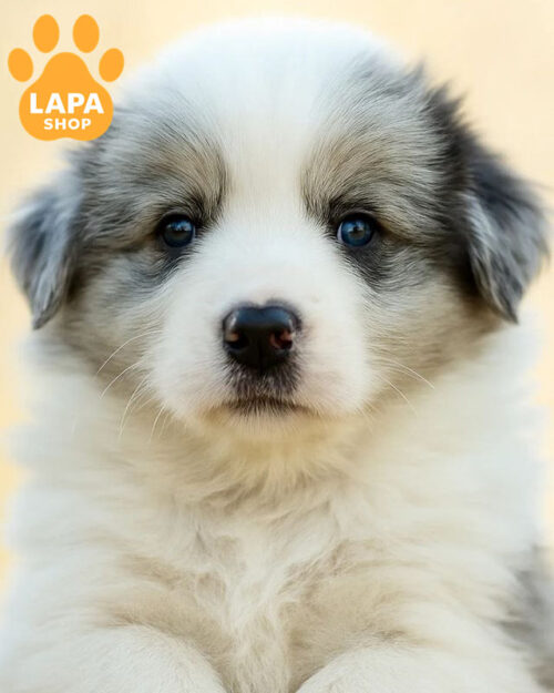 блакитно мармуровий бордер-колі