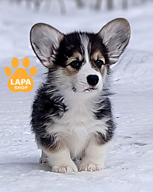 триколорный вельш корги пемброк