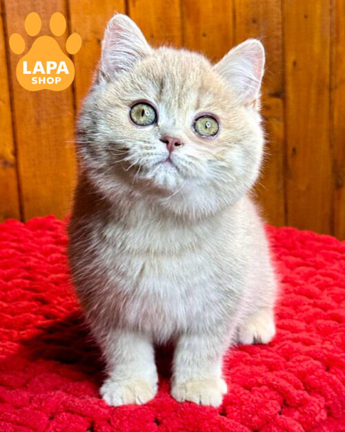 лілова золота британська короткошерста