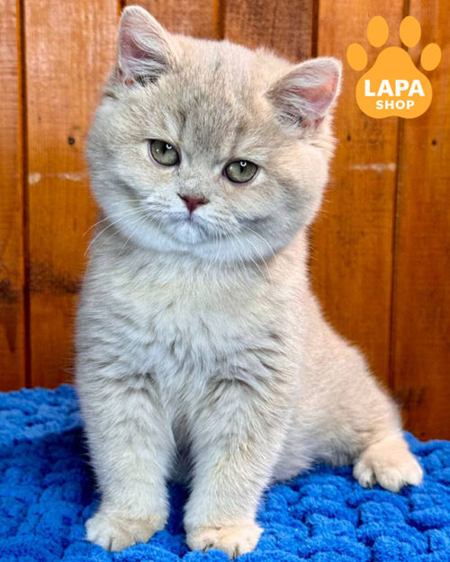 лілова золота британська короткошерста