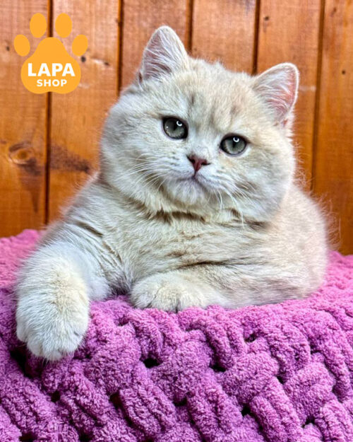 лілова золота британська короткошерста