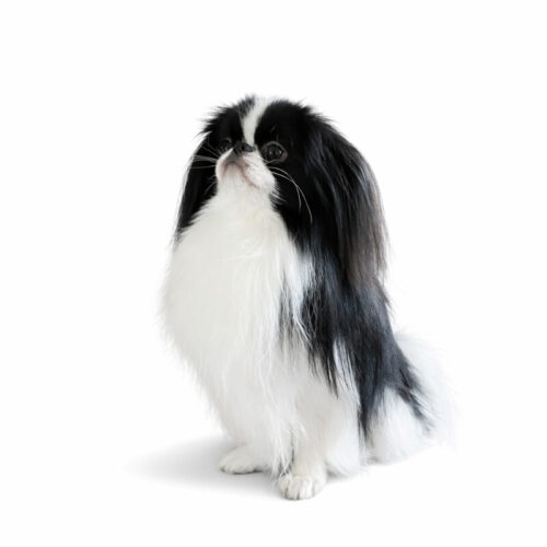 Японський хін