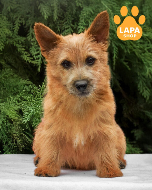 рудий норвіч-тер'єр