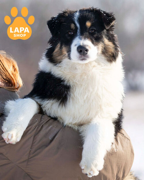 триколорна ауссі