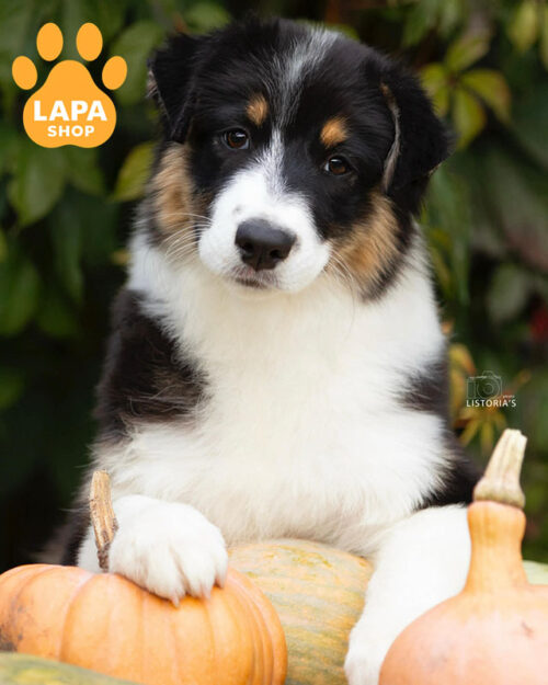 триколорна ауссі