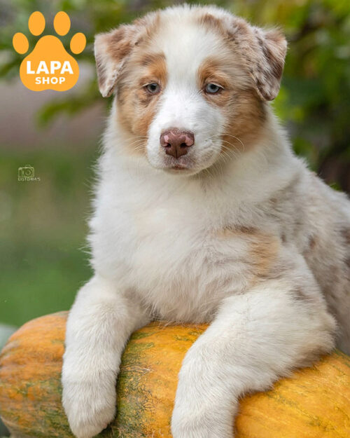 Australian Shepherd red marble color