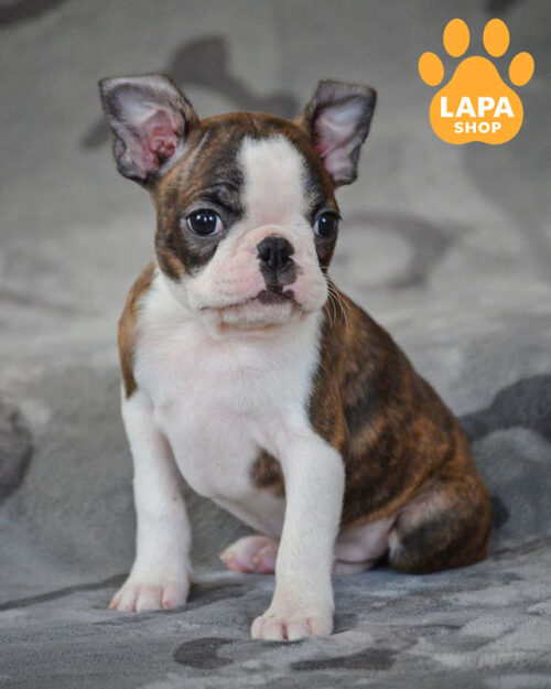 тигрово-білий бостон тер'єр