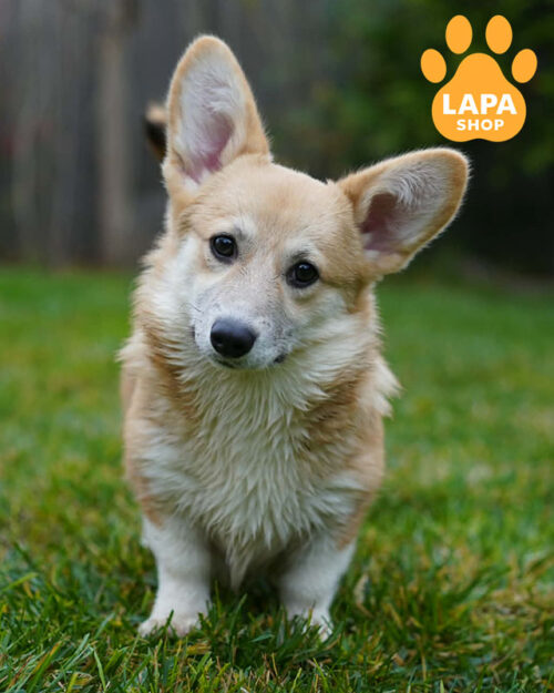 red and white welsh corgi pembroke