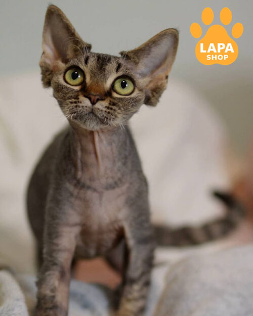 чорний плямистий девон-рекс