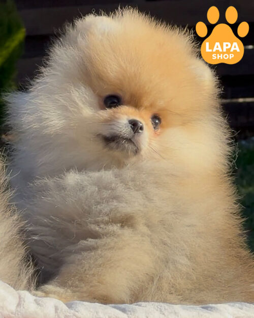 померанський шпіц забарвлення оранж