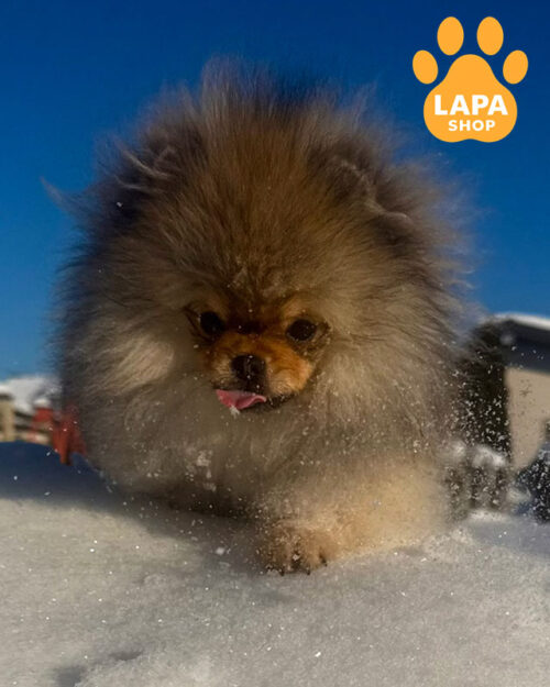 померанський шпіц забарвлення оранж