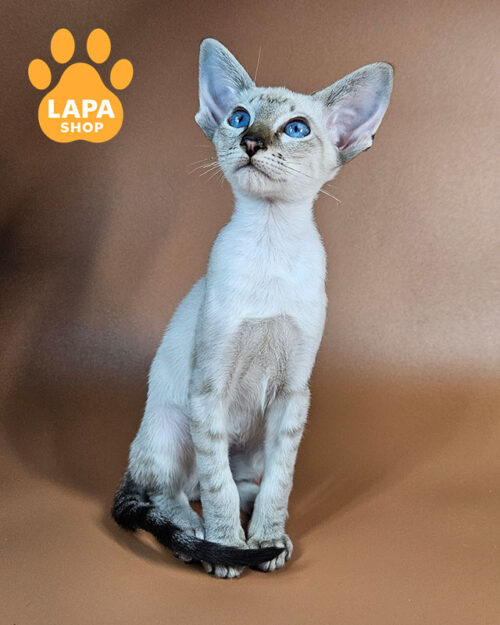 black tabby oriental