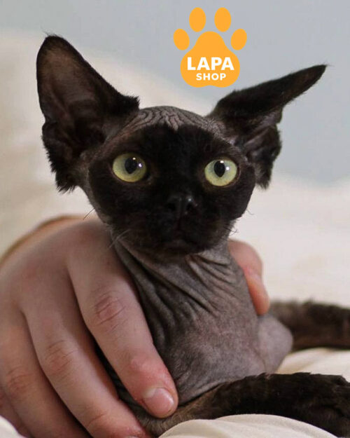 чорний девон-рекс