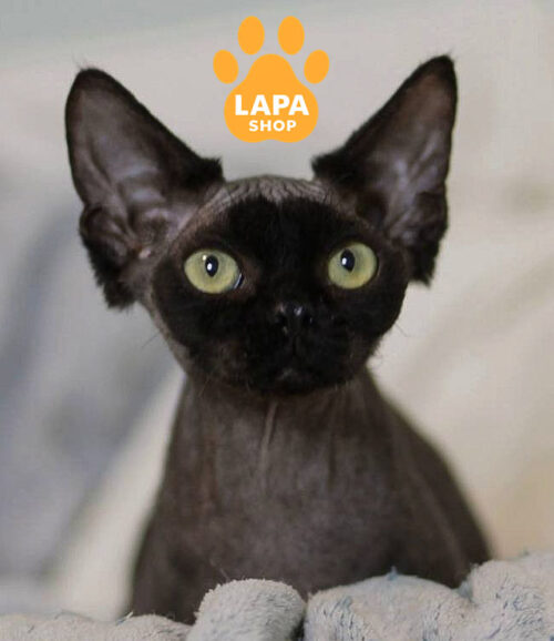 Kyle is a Black Devon Rex Cat — Your Future Favorite