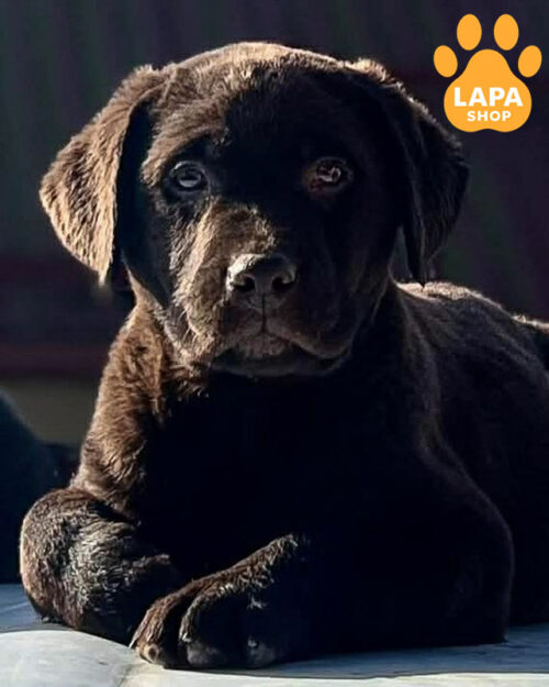 шоколадний лабрадор-ретривер