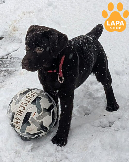 шоколадный лабрадор-ретривер