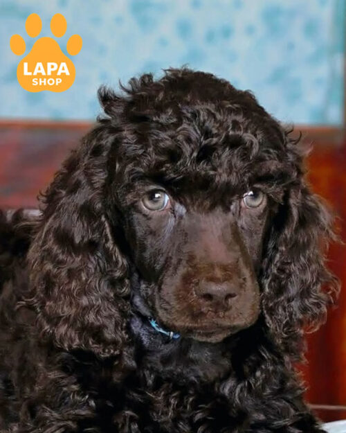 коричневий великий пудель