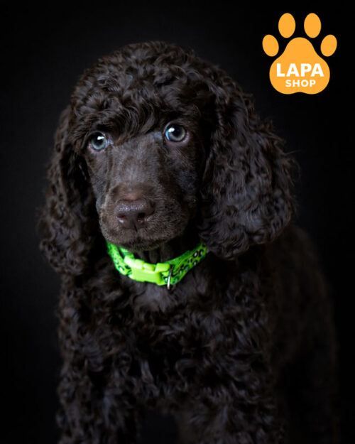 коричневий великий пудель