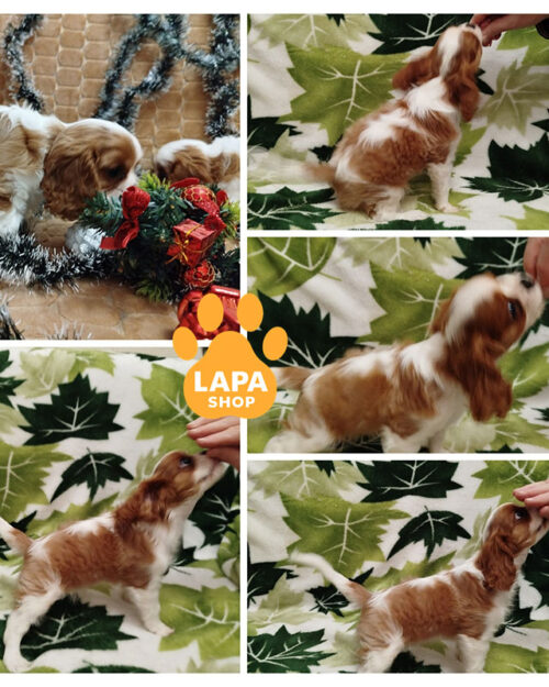 cavalier king charles spaniel