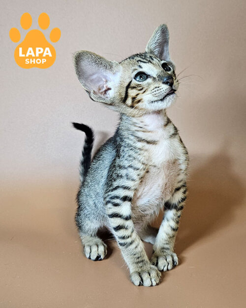 черный пятнистый ориентал