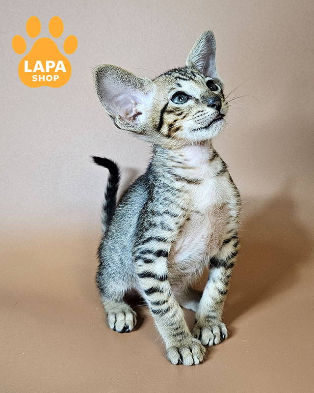 черный пятнистый ориентал