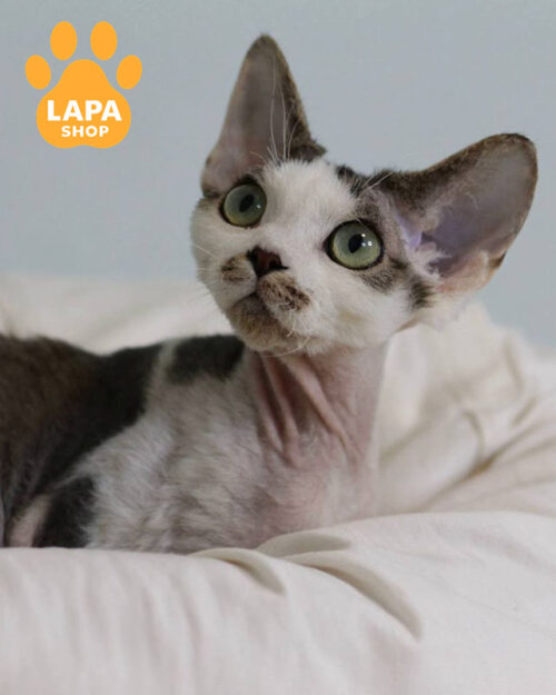 девон-рекс забарвлення чорний таббі